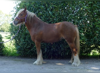 Tinker, Merrie, 5 Jaar, 139 cm, Vos