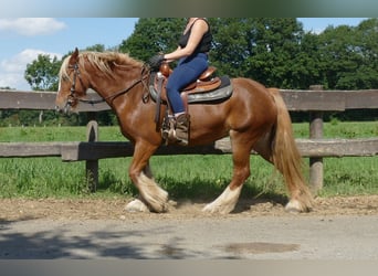 Tinker, Merrie, 5 Jaar, 139 cm, Vos