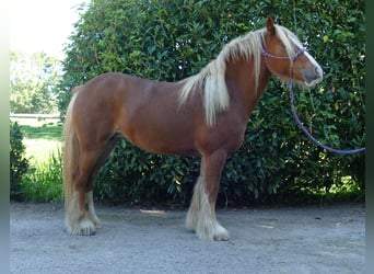 Tinker, Merrie, 5 Jaar, 139 cm, Vos
