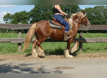 Tinker, Merrie, 5 Jaar, 139 cm, Vos