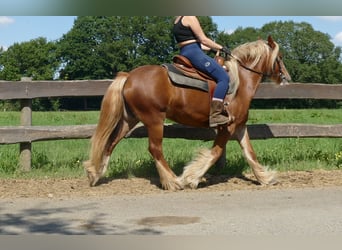 Tinker, Merrie, 5 Jaar, 139 cm, Vos