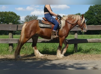 Tinker, Merrie, 5 Jaar, 139 cm, Vos