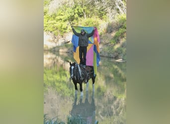 Tinker, Merrie, 5 Jaar, 140 cm, Gevlekt-paard