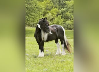 Tinker, Merrie, 5 Jaar, 140 cm, Gevlekt-paard