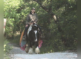 Tinker, Merrie, 5 Jaar, 140 cm, Gevlekt-paard