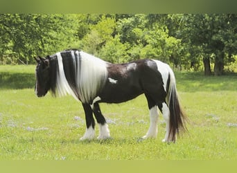 Tinker, Merrie, 5 Jaar, 140 cm, Gevlekt-paard
