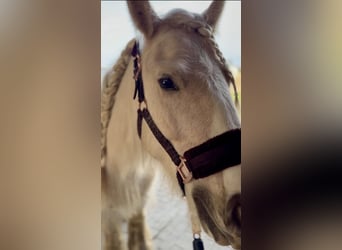 Tinker, Merrie, 5 Jaar, 140 cm, Palomino