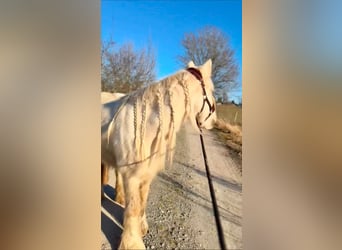 Tinker, Merrie, 5 Jaar, 140 cm, Palomino