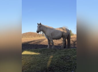 Tinker, Merrie, 5 Jaar, 140 cm, Palomino