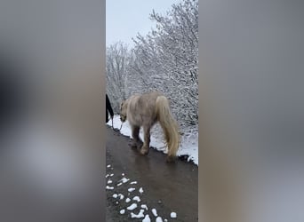 Tinker, Merrie, 5 Jaar, 140 cm, Palomino