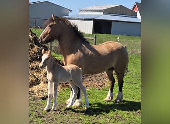 Tinker Mix, Merrie, 5 Jaar, 142 cm, Falbe