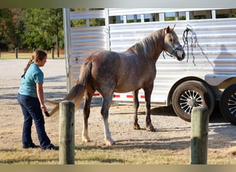 Tinker Mix, Merrie, 5 Jaar, 142 cm, Schimmel