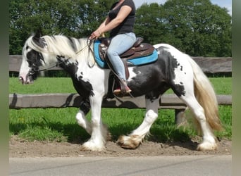 Tinker, Merrie, 5 Jaar, 143 cm, Gevlekt-paard