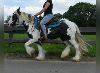 Tinker, Merrie, 5 Jaar, 143 cm, Gevlekt-paard