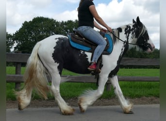 Tinker, Merrie, 5 Jaar, 143 cm, Gevlekt-paard