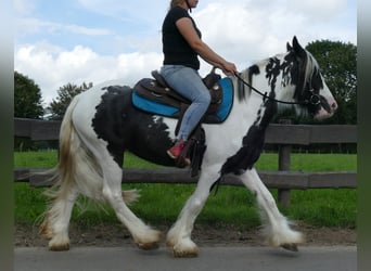 Tinker, Merrie, 5 Jaar, 143 cm, Gevlekt-paard