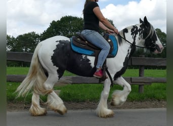 Tinker, Merrie, 5 Jaar, 143 cm, Gevlekt-paard
