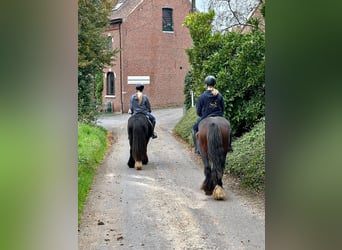 Tinker, Merrie, 5 Jaar, 144 cm, Bruin