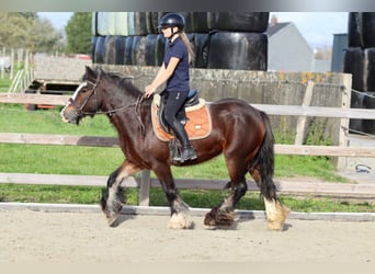 Tinker, Merrie, 5 Jaar, 144 cm, Bruin