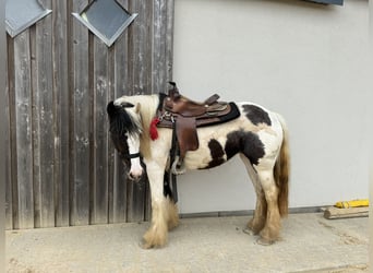 Tinker, Merrie, 5 Jaar, 145 cm, Gevlekt-paard