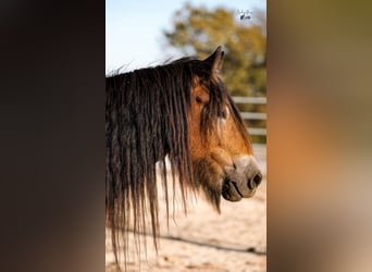 Tinker, Merrie, 5 Jaar, 145 cm, Roodbruin