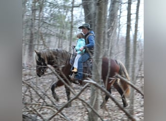 Tinker, Merrie, 5 Jaar, 147 cm, Bruin