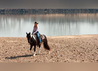 Tinker Mix, Merrie, 5 Jaar, 150 cm, Gevlekt-paard