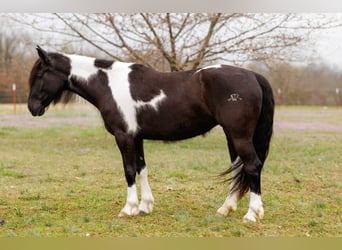 Tinker Mix, Merrie, 5 Jaar, 150 cm, Gevlekt-paard