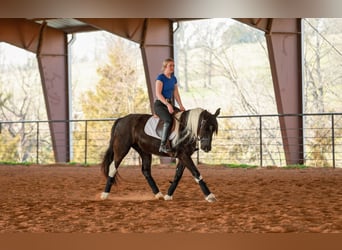 Tinker Mix, Merrie, 5 Jaar, 150 cm, Gevlekt-paard
