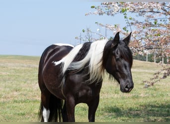 Tinker Mix, Merrie, 5 Jaar, 150 cm, Gevlekt-paard