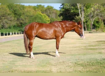 Tinker, Merrie, 5 Jaar, 152 cm, Donkere-vos