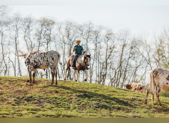 Tinker Mix, Merrie, 5 Jaar, 155 cm
