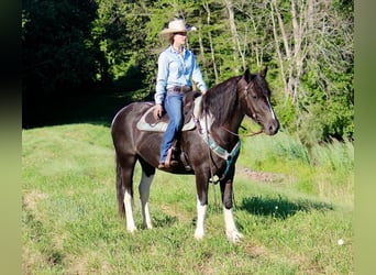 Tinker Mix, Merrie, 5 Jaar, 155 cm