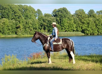 Tinker Mix, Merrie, 5 Jaar, 155 cm