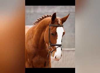 Tinker, Merrie, 5 Jaar, 155 cm, Vos