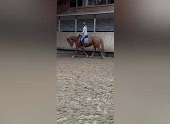 Tinker, Merrie, 5 Jaar, 155 cm, Vos