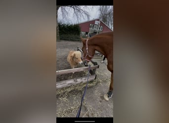 Tinker, Merrie, 5 Jaar, 155 cm, Vos