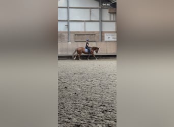 Tinker, Merrie, 5 Jaar, 155 cm, Vos