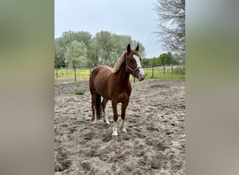 Tinker, Merrie, 5 Jaar, 155 cm, Vos