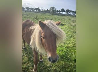 Tinker, Merrie, 5 Jaar, 90 cm, Vos