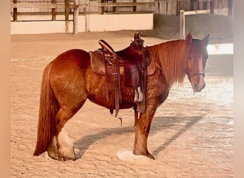 Tinker, Merrie, 5 Jaar, Donkere-vos