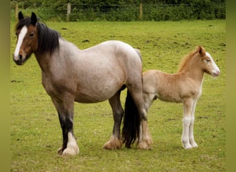 Tinker, Merrie, 5 Jaar