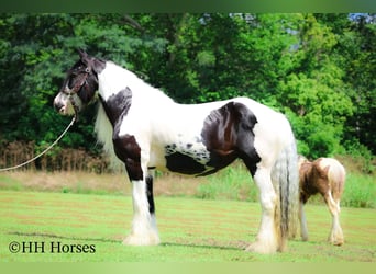 Tinker, Merrie, 5 Jaar, Gevlekt-paard