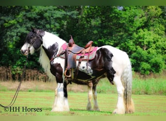 Tinker, Merrie, 5 Jaar, Gevlekt-paard