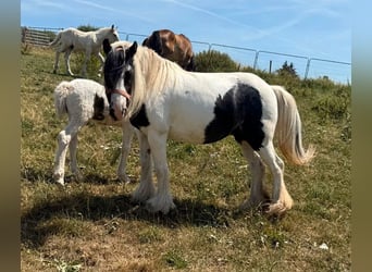 Tinker, Merrie, 6 Jaar, 130 cm, Gevlekt-paard