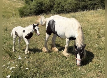 Tinker, Merrie, 6 Jaar, 130 cm