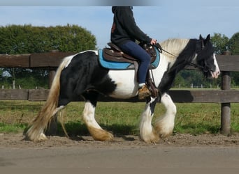 Tinker, Merrie, 6 Jaar, 132 cm, Gevlekt-paard