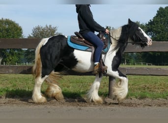 Tinker, Merrie, 6 Jaar, 132 cm, Gevlekt-paard