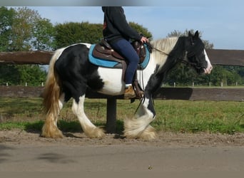 Tinker, Merrie, 6 Jaar, 132 cm, Gevlekt-paard