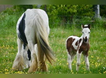 Tinker, Merrie, 6 Jaar, 132 cm, Gevlekt-paard